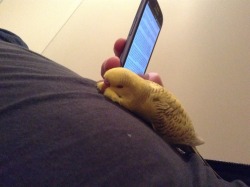superziggy:  betweensubjectsexperiment:  A snoozing budgie-it’s hard work trying to get someone to pay attention to you!  THIS IS BIRDPORTANT 