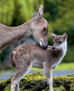 beautiful-wildlife:  Love by George Barker 