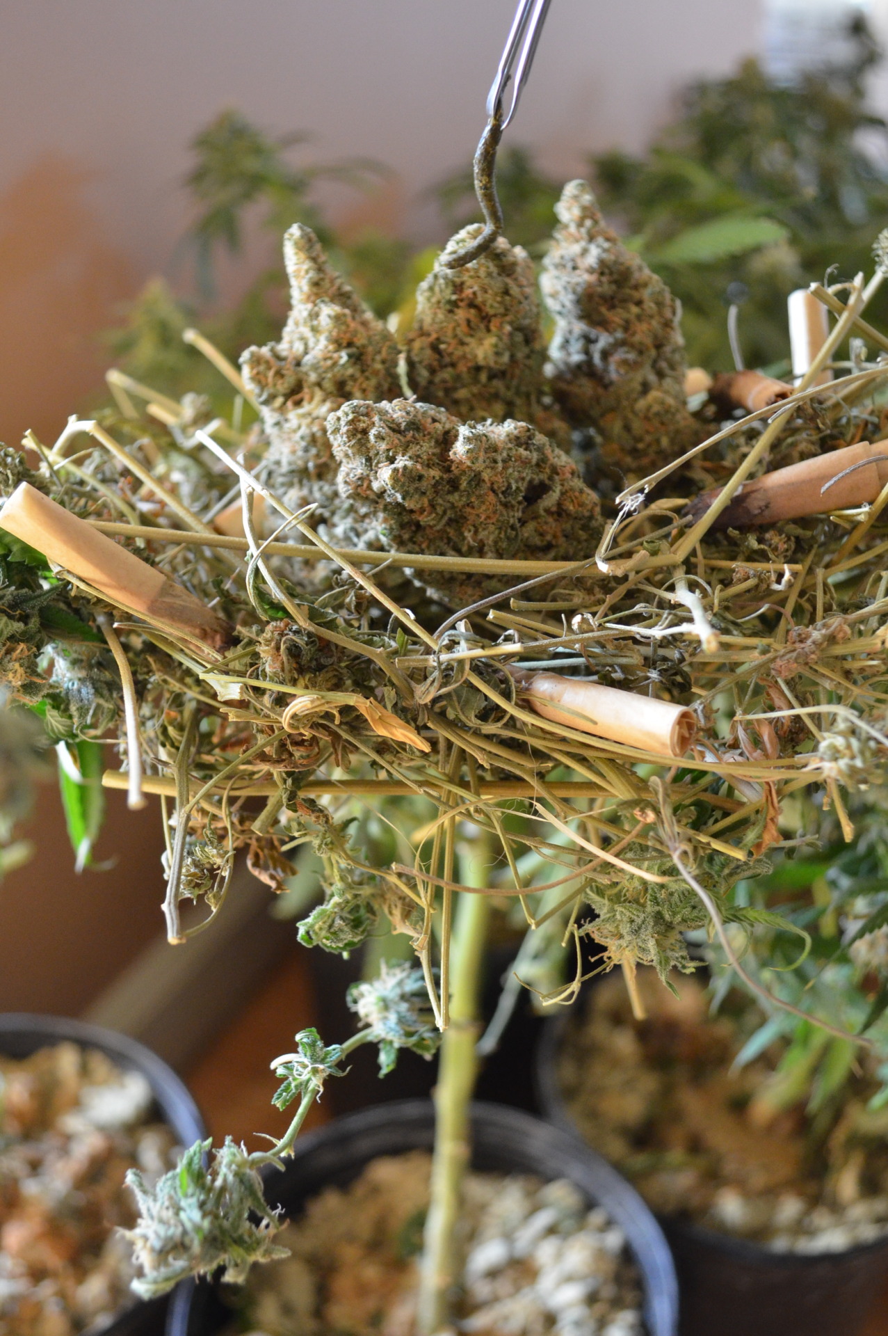 incredible-kush:  Found some nugs in the nest! 