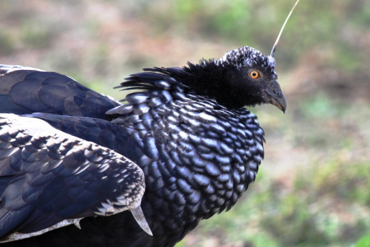 fumbledeegrumble:  zestful-guitar:  gallusrostromegalus:  luxtempestas:  antenna?  check. claws?   check. nonsensical taxonomy?  check. lets roll out.  Please behold the Completely Fucking Absurd Noise these animals make, which is Almost Entirely Unlike
