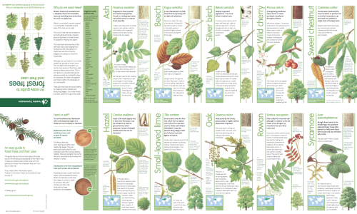 theleafguy: An excellent pamphlet produced by the Forestry Commission on forest tree identification;