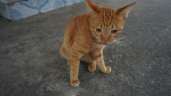 Cats at Koh Kret