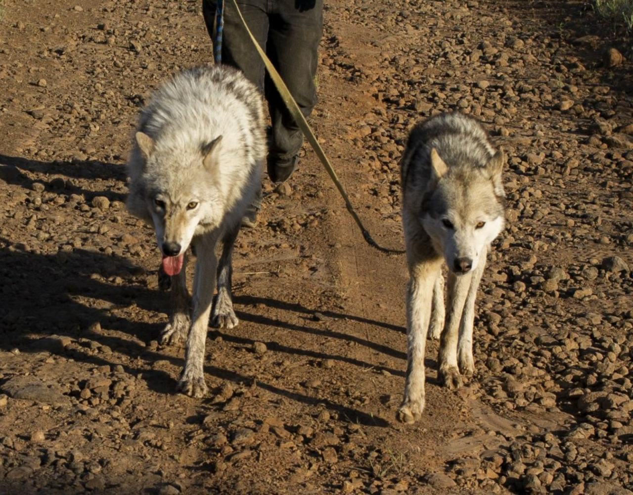 Orion and Casper were best friends <3 