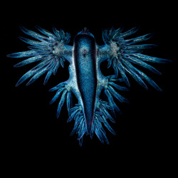 mirkokosmos:  Blue Dragon [Glaucus Marginatus]