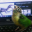 kokoasukoa