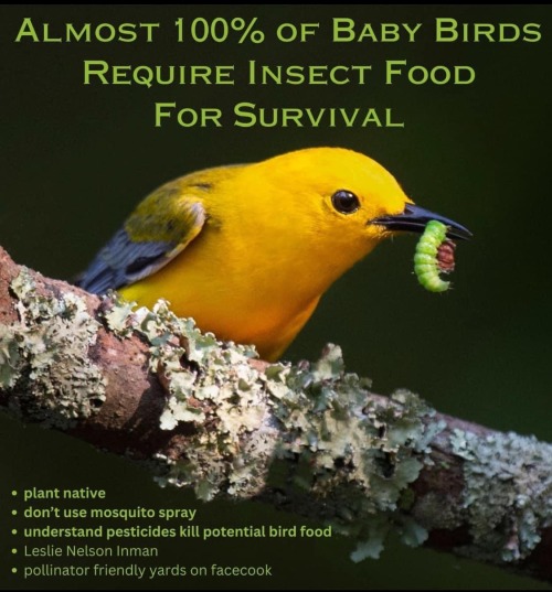 You Can Help Birds Feed Their Young By Planting Keystone Plants