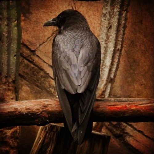 Raven, Chapultepec Zoo, Mexico City. July, 2014.