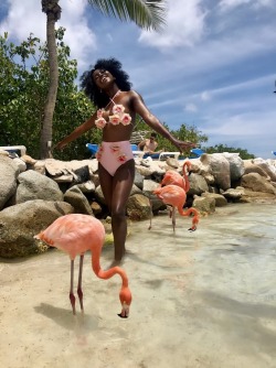 triplegoddesss:  oreosandheartbreaks:  I’ve been dreaming about these flamingos for a loooooong time 😂💕  Jealous as Fuck