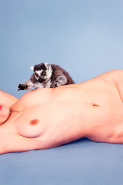 Preuvesdamour:  Lemur (Carolina Blue), 2012 Ryan Mcginley 