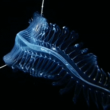 Ghost Leviathan Stimboard