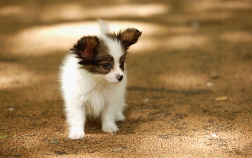 detourthroughlife:  PUPPIES. I WANT ONE SO BAD. 