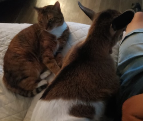 My BB House Goat Neli Kits (was Abandoned By Mother) And The Queen Of The House Tawny The Cat And The