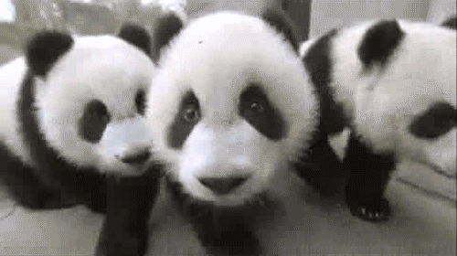 kpopswirv:  If you love anime, pandas, and kpop you should follow this blog!! ((o(^∇^)o))  http://jaepandagummybears.tumblr.com/