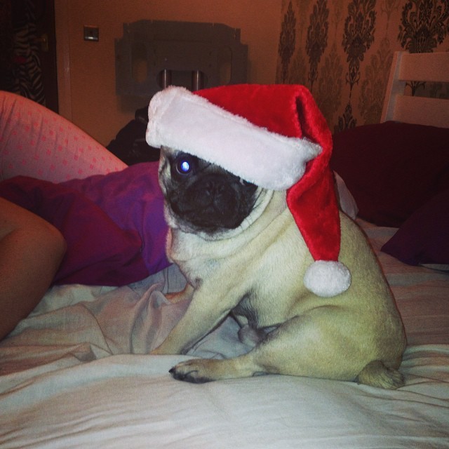 ilovepugs4ever:  Follow Dog Quotes. 