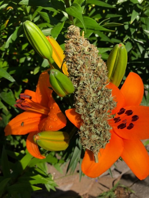 sparkingbuds - Green crack and lilies