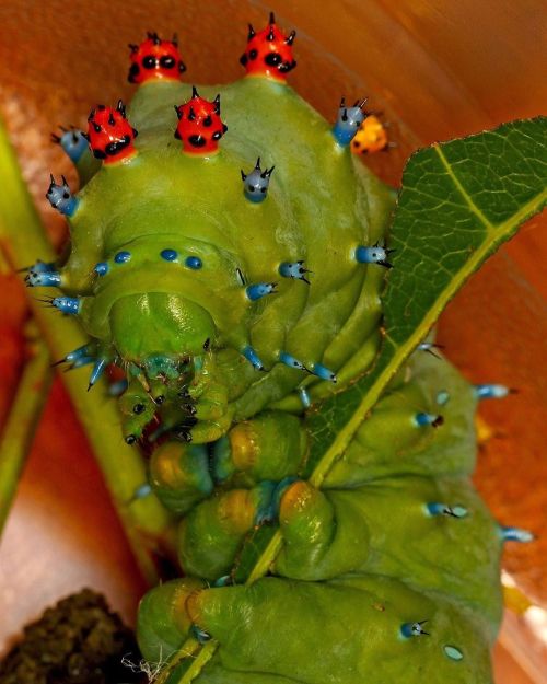 trashzy:Cecropia Moth