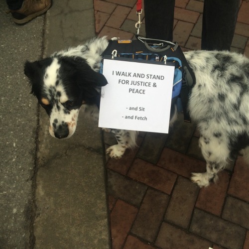 parttimesarah:I’m loving these protest pups!