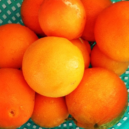Freshly picked from our tree! #oranges #tangerines #fruitarian #vegan #801010