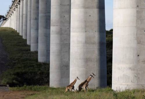 Maasai giraffes (Giraffa camelopardalis tippelskirchi) crossing under a bridge of the Standard Gauge