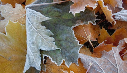 nubbsgalore:  late autumn hoarfrost, formed on the edges and spines of leaves as the humidity in the atmosphere condenses on the ground, which under clear skies loses heat more quickly than the surrounding air. photos by (click pic) allyhook, duncan
