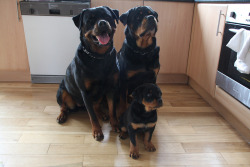 sinaloan:  proud dog family showing off their