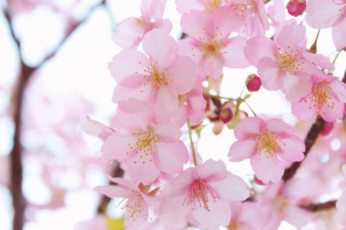 japan-overload:  河津桜 by misakoaki 
