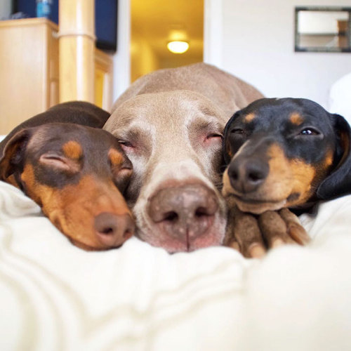 awesome-picz:Two Dogs Get A New Puppy And Now They’re The Best Sleeping Buddies Ever.