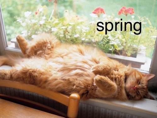 catsuggest: moods for all four seasons