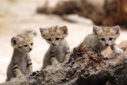 rendigo:  mostlycatsmostly:  (via 500px / Sand Cats by pixprod)   SAND KITTENS