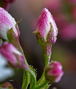 blooms-and-shrooms:  Yet to Blossom by Selva-rangam on Flickr.