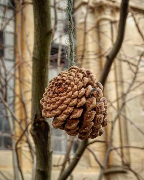 Pine cone hanging from a tree at out local church ⛪ #church #winter #winteriscoming #autumn #beautif