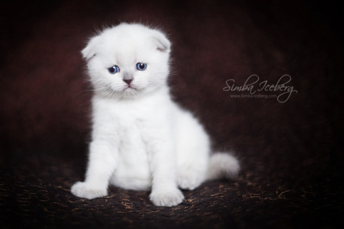 Simba Iceberg Hera ❤ Scottish Fold blue point kitten is 31 days old (d.o.b. 25.03.2017)