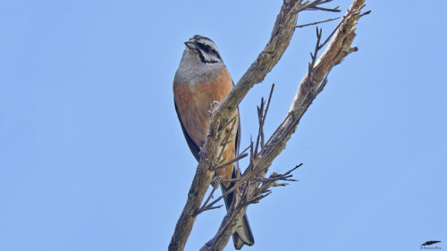 Rock Bunting - Cia (Emberiza cia)Freixo de Espada à Cinta (17/05/2022)[Nikon D500; AF-S Nikkor 500mm