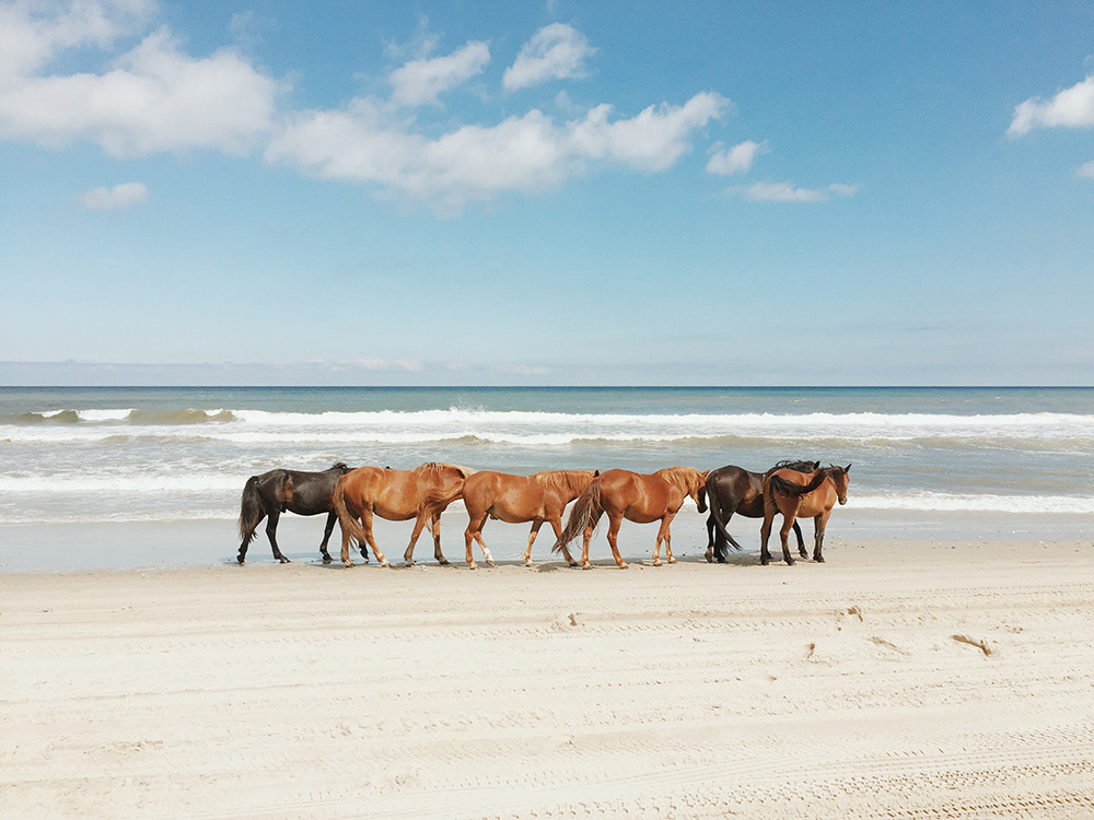 marschkhaidze:  kevinruss:  new beach horses print on society6  🦄