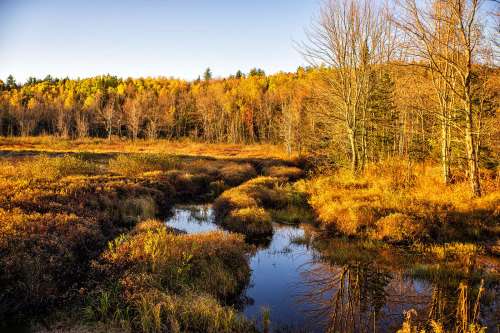 Morning at the Marsh Maine  Minolta MD Rokkor 35-70mm f/3.5 on Sony A7