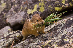 astronomy-to-zoology:  American Pika (Ochotona