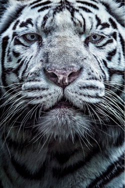 White Tigress By David Guéret 