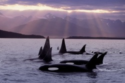 harry-mark:  alaskan-orca:  Beautiful photo