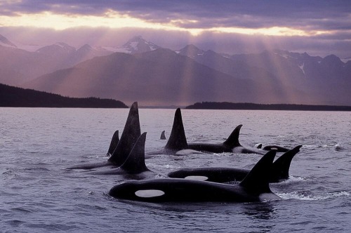 alaskan-orca: Beautiful photo of AG pod in Southeast Alaska near Tongass National Forest. Identifiab