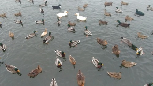 Ducks in the Mill Pond in Brighton, MI