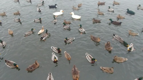 Ducks in the Mill Pond in Brighton, MI