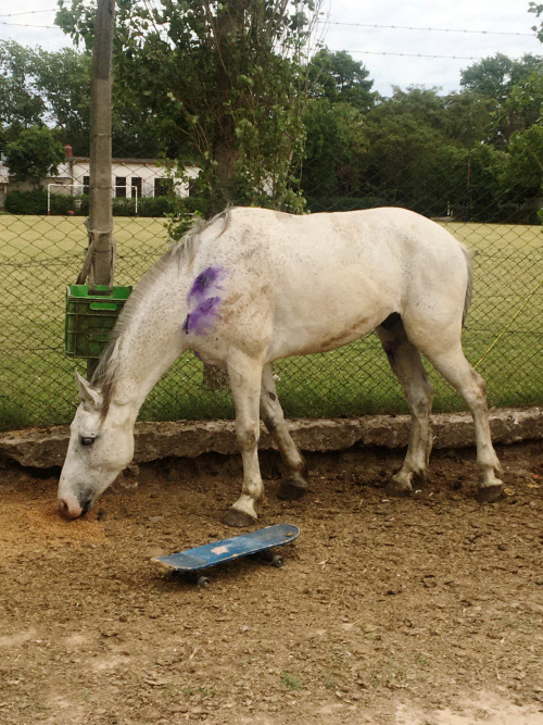 un caballito punky con su patineta. www.instagram.com/aparicio.paula/