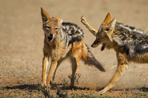 blackbackedjackal:  High five [x]
