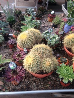 nat-uralist:  new cactis at local flower