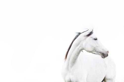 shelleypaulson:  This beautiful mare…  www.shelleypaulson.com 
