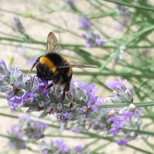 puppydanvers:I’m making a lot of bee friends todaybees are the best friends