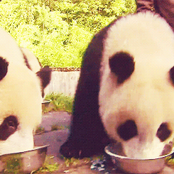 Giant Panda Photos