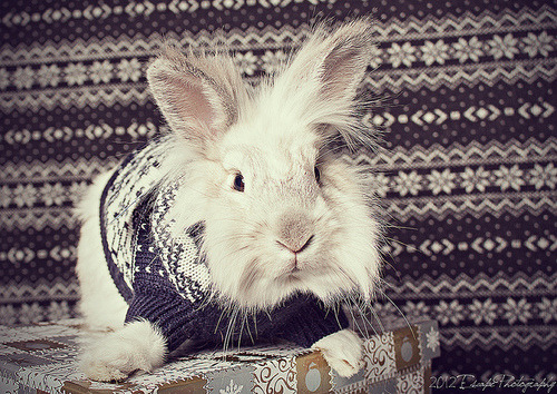 bad-enough-dude:  winter-bunrab:  venomousbunny:  Buns in clothes.  ;ww;  IT’S A GOOD MORNING FOR BUNNIES IN SWEATERS 