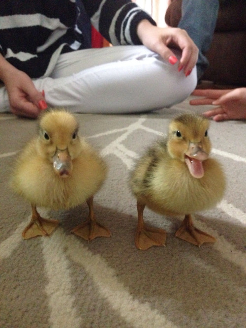かわいい