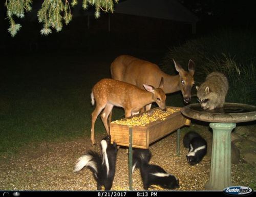 trailcams:source